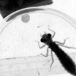 dragon-fly-for-web-iphone