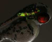 OCC-GFP-RFP lowzoom